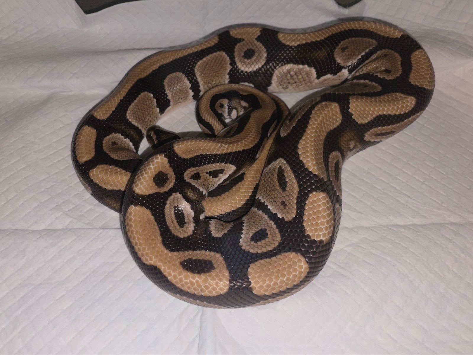 verschillende prachtige koningspythons! Ball Python photo 4