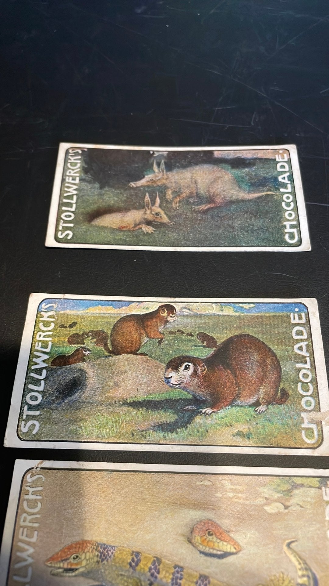 Stollwerck chromo groep 25(x3a), Verzamelen, Gebruikt, Ophalen of Verzenden, 1940 tot 1960, Dier
