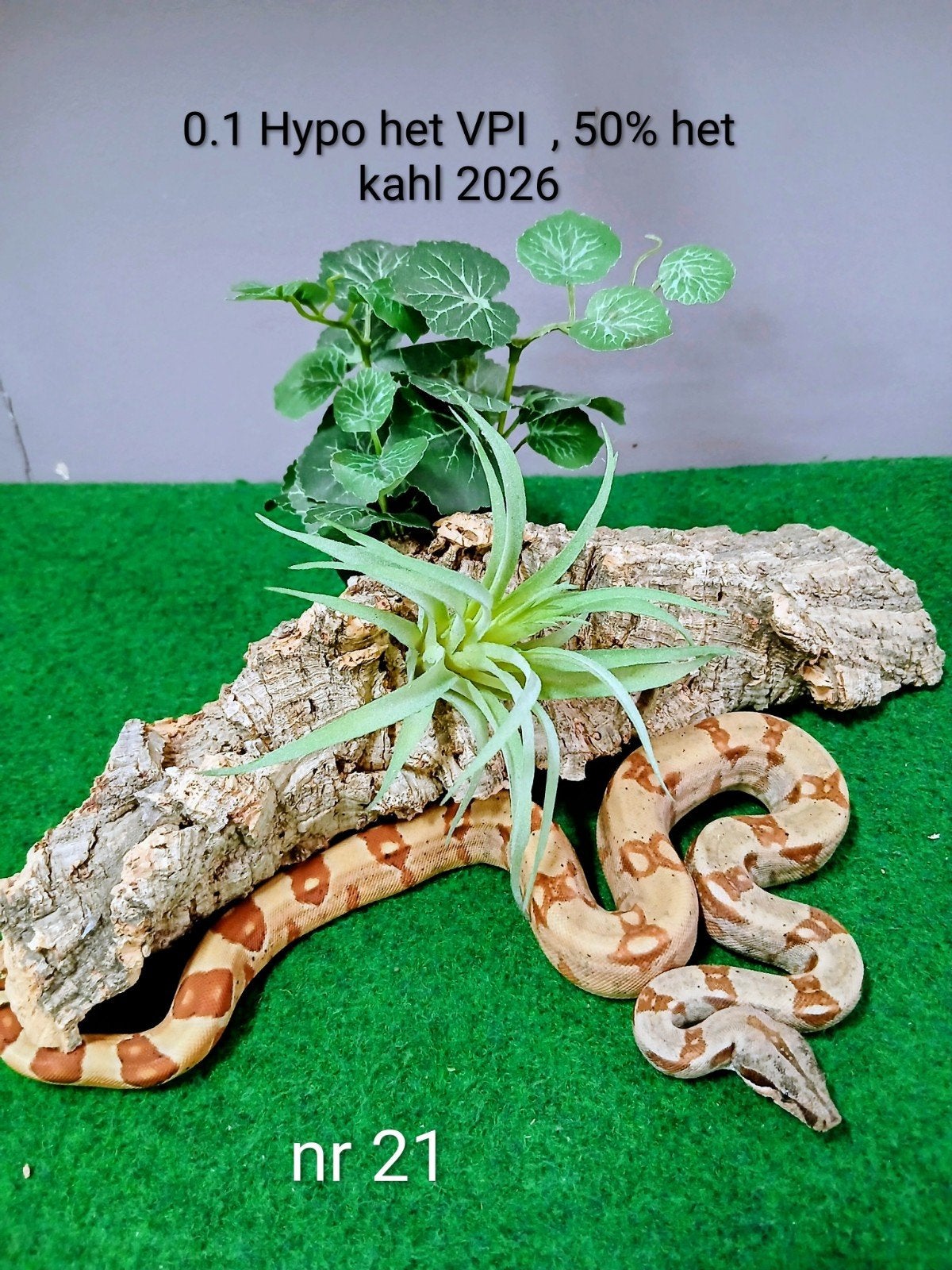 5 décalages Bicu Boa 2026, Serpent, Domestique, 0 à 2 ans