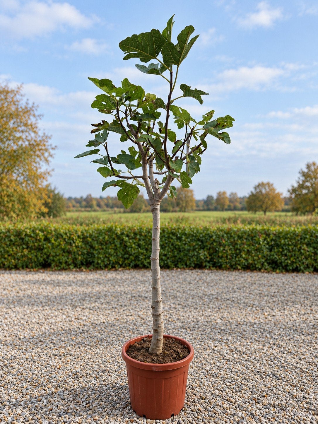 Ficus Carica - vijgenboom, Enlèvement, Figuier