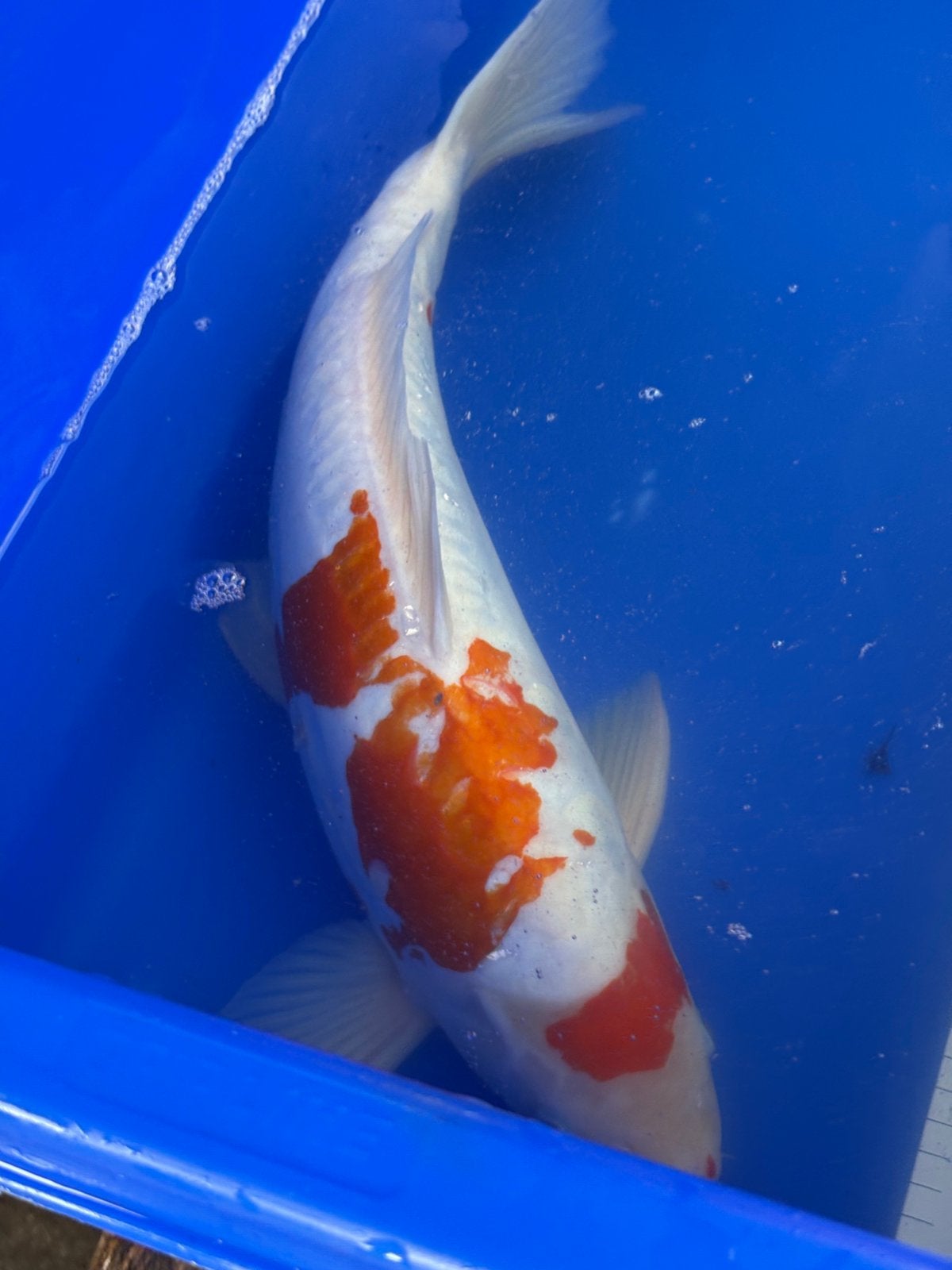 Doitsu koi 45 cm, Dieren en Toebehoren