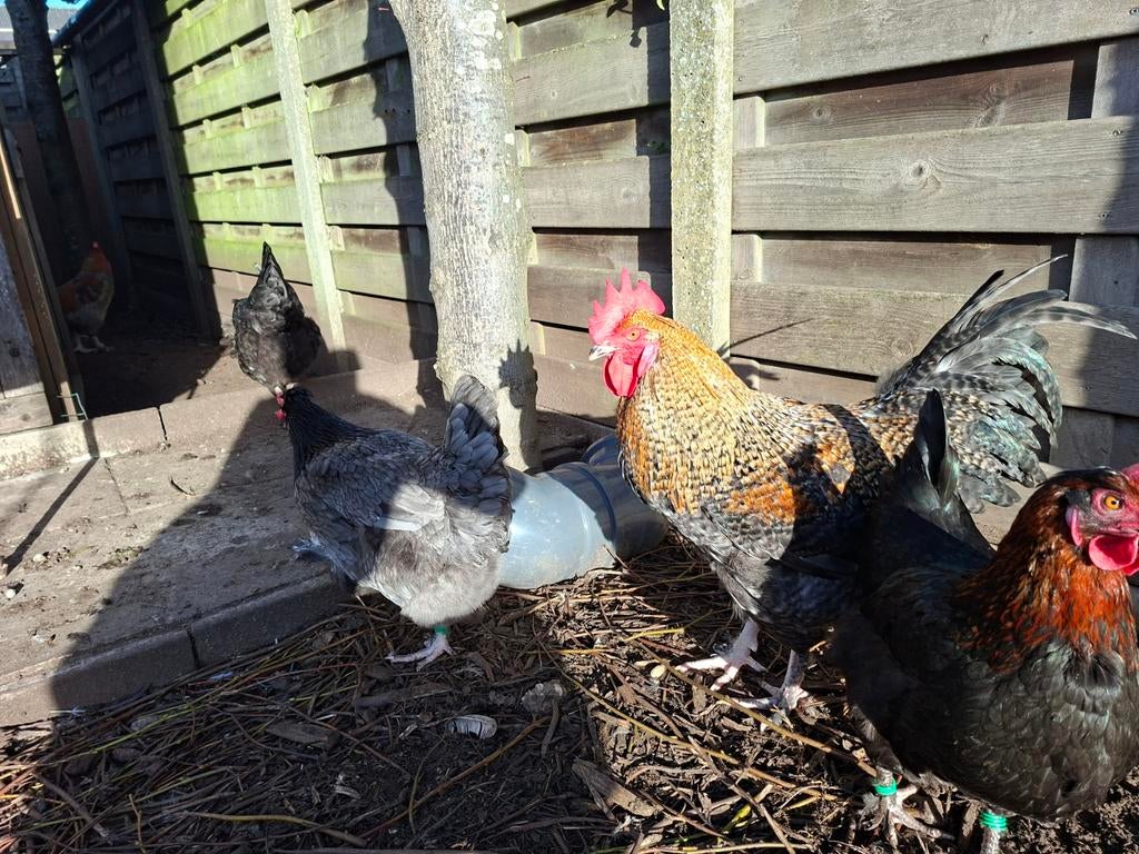 Broedeieren welsummer x groenlegger, Dieren en Toebehoren, Pluimvee