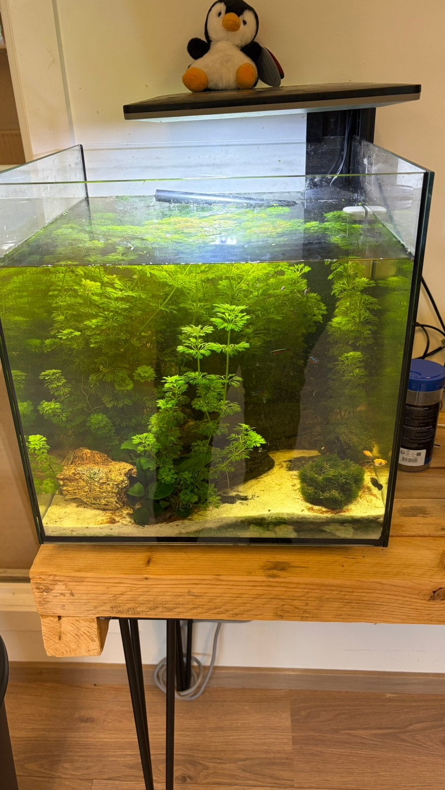 Aqwarium 60 liter  met planten & decor, Ophalen, Zo goed als nieuw, Decoratie, Superfish