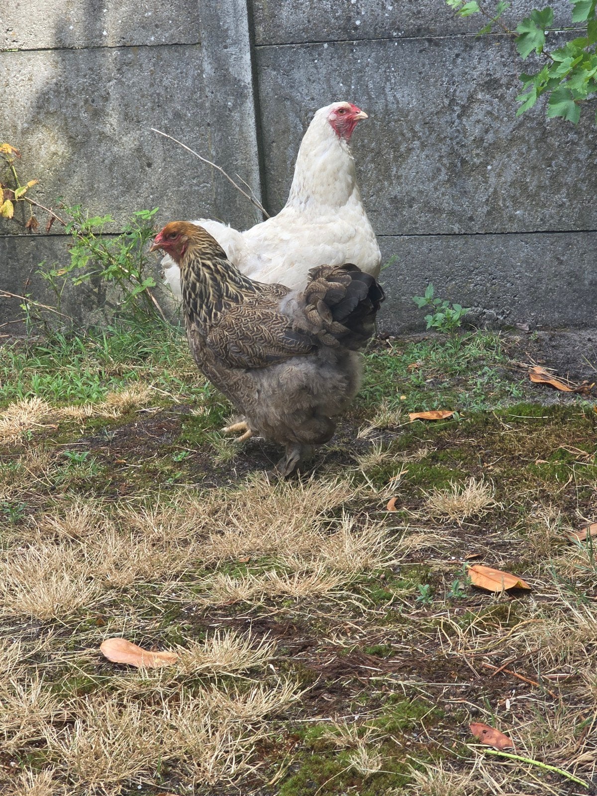 Jonge Brahma hennen, goudpatrijs en Isabella, Dieren en Toebehoren, Pluimvee