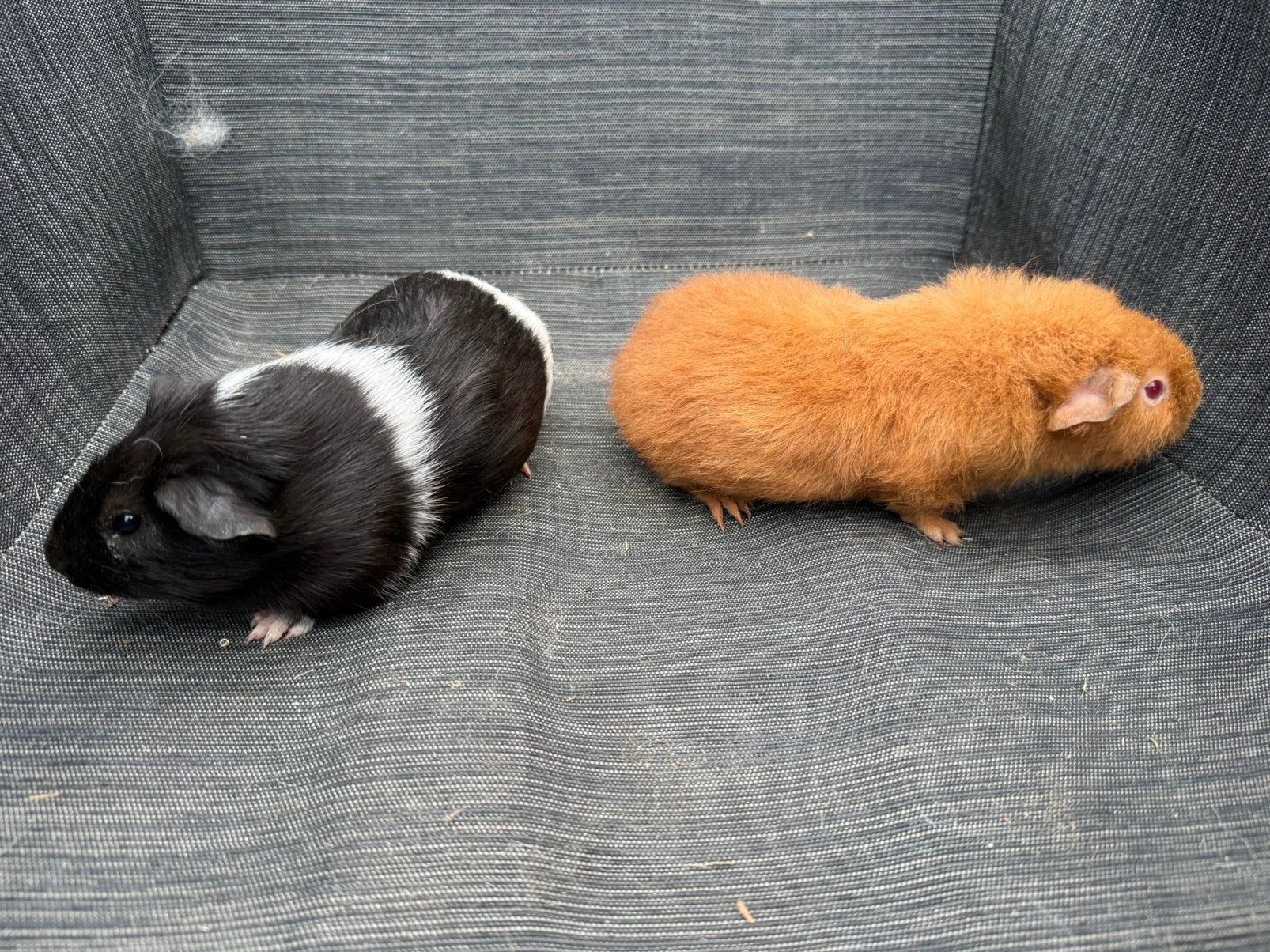 2 jonge cavia zeugjes, Dieren en Toebehoren, Cavia, April, Vrouwelijk, Tam