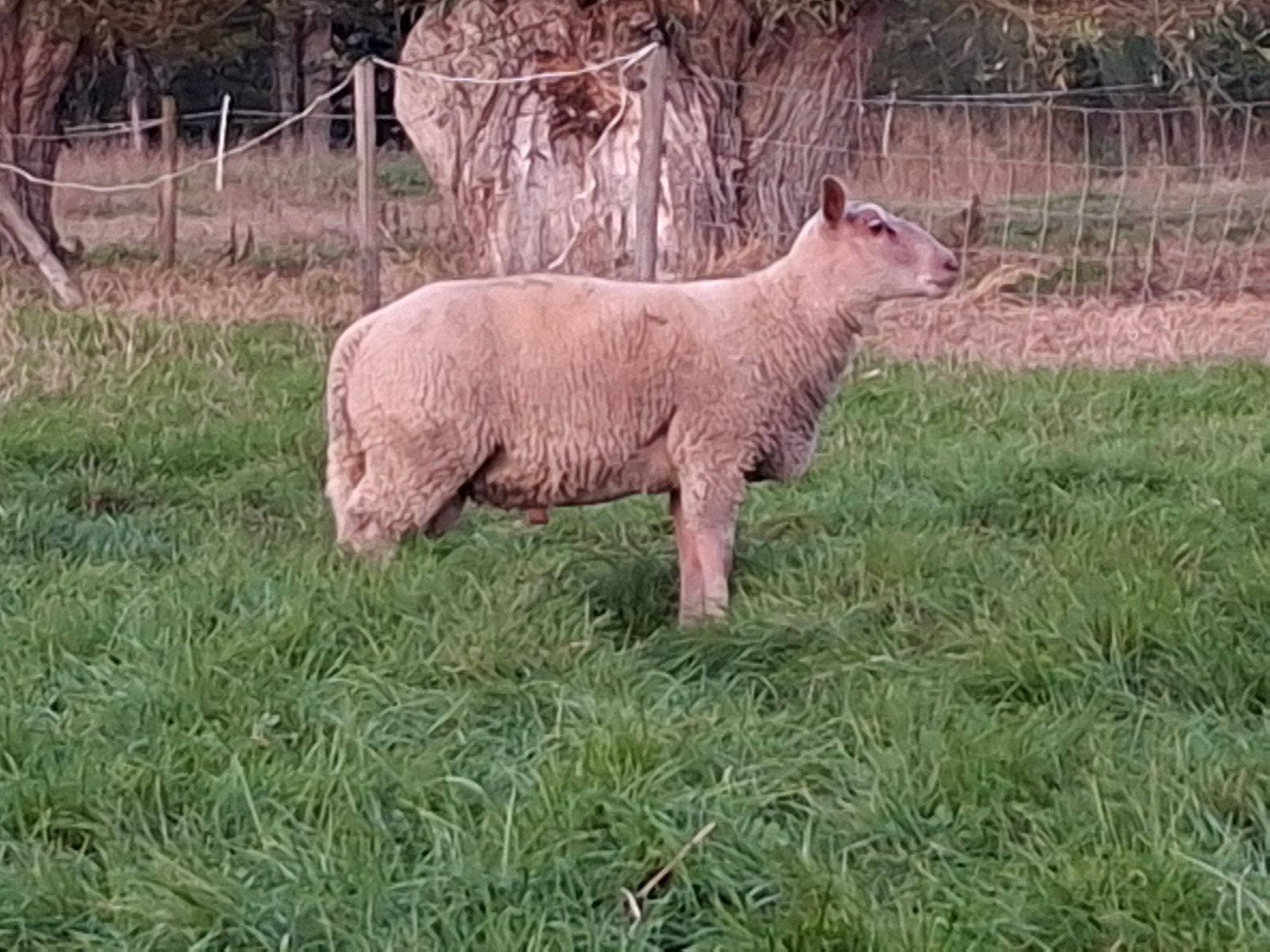 magnifique livre de charrolais de race, Mâle, Mouton, 0 à 2 ans