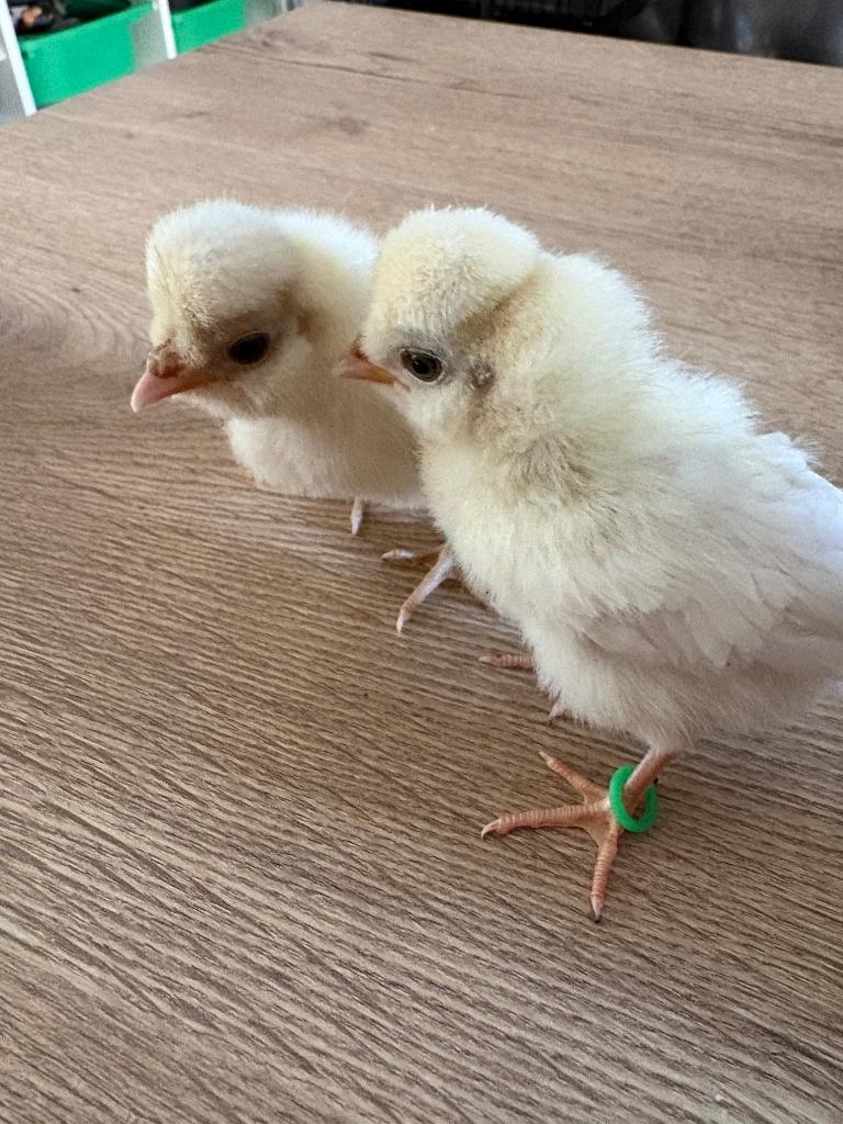 Padua hennen, Dieren en Toebehoren, Vrouwelijk, Kip