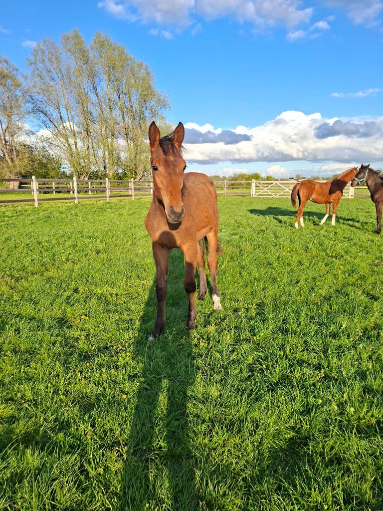 Springpaard veulen, Hengst, Springpaard
