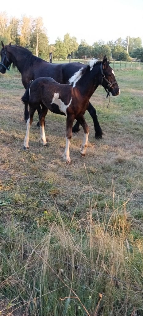 paarden, Dieren en Toebehoren, Ophalen, BR
