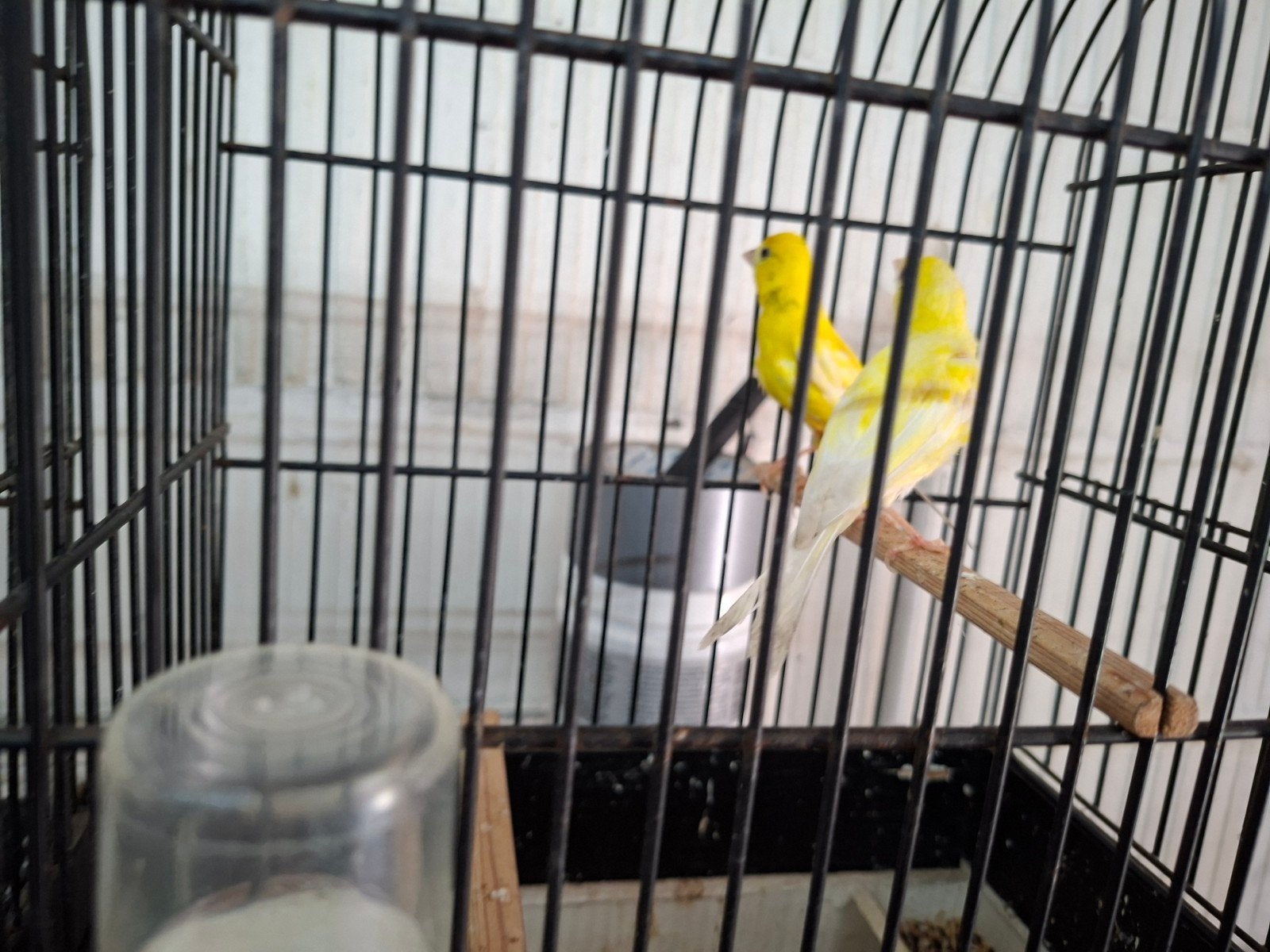 couple Praza en 2024, Plusieurs animaux, Canari de posture