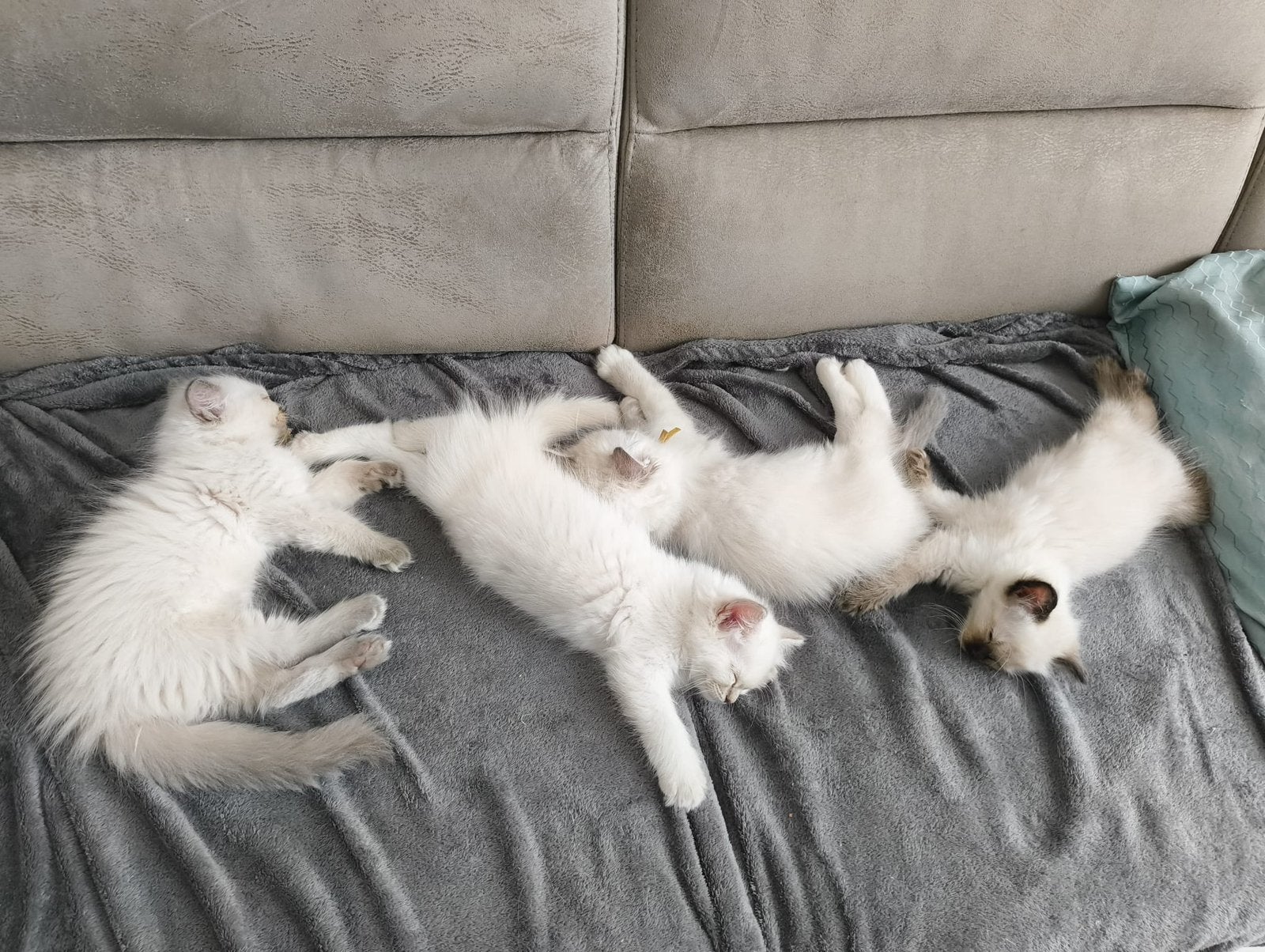 Chatons Ragdoll, Plusieurs animaux, Avec pedigree, 0 à 2 ans