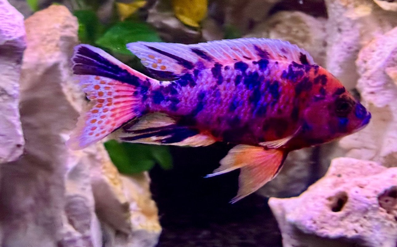 Prachtig Aulonocara Multicolors OB jongen, Poisson, Poisson d'eau douce