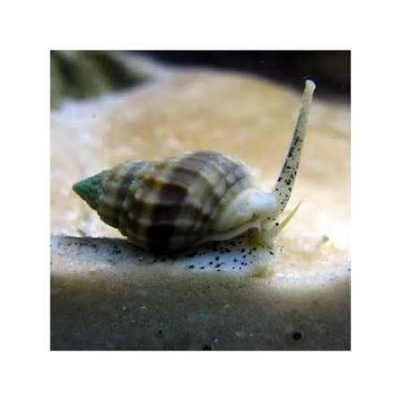 Nassarius slakken, Dieren en Toebehoren, Vissen | Aquariumvissen, Slak of Weekdier, Zoutwatervis