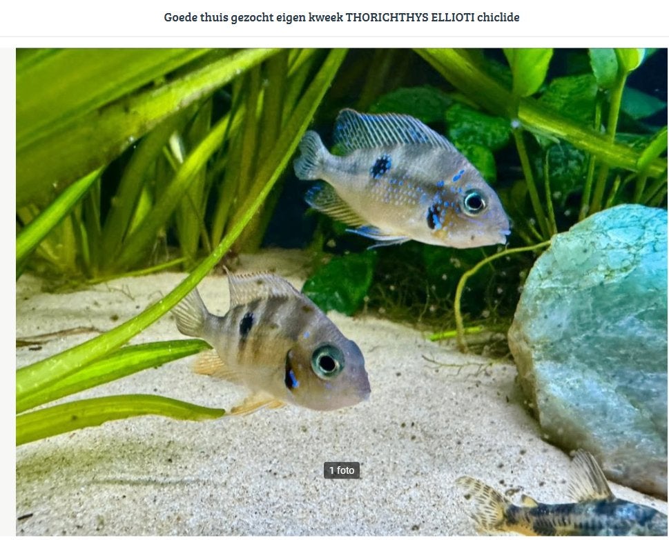 Eliotti Thorichthys goede thuis, Dieren en Toebehoren, Vissen | Aquariumvissen, Zoetwatervis, Vis