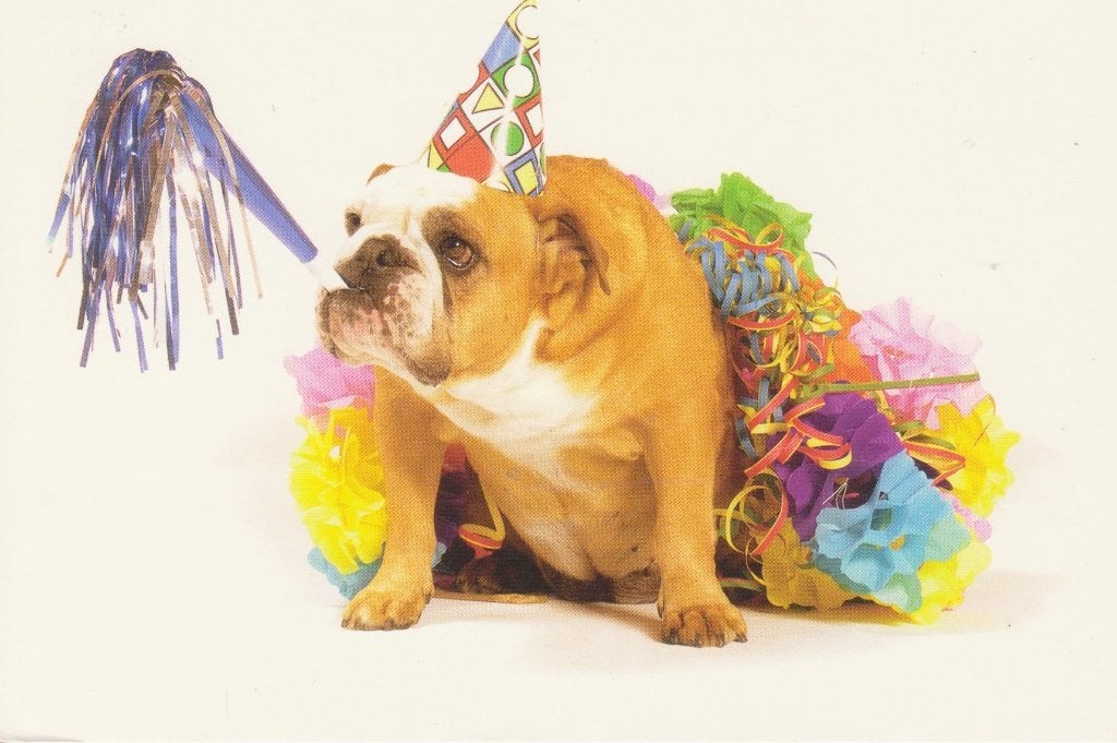BULLDOG  aan het feest !  + Mooie postzegel !, Verzenden, 1980 tot heden, Gelopen, Hond of Kat