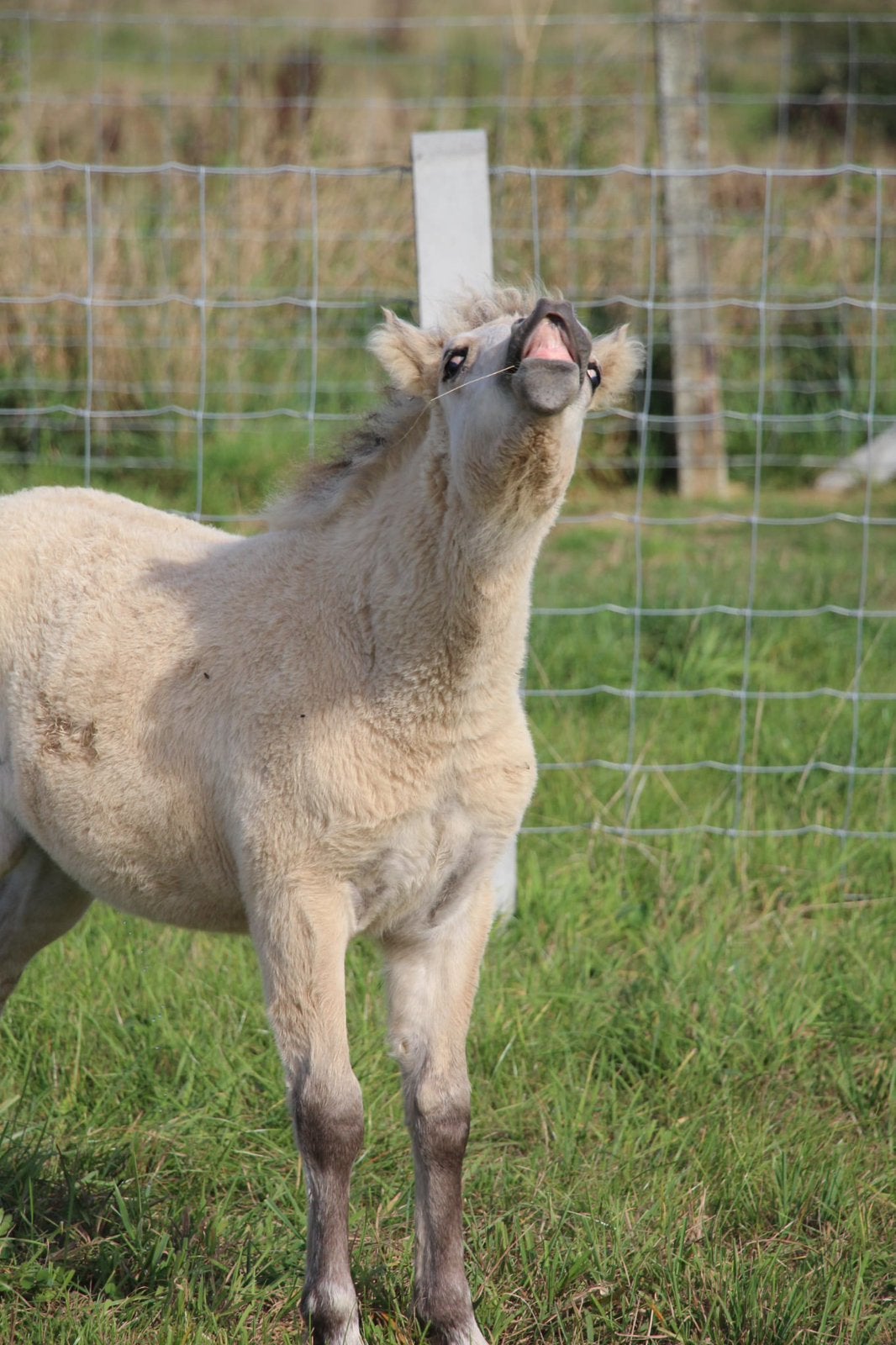 Super knappe  A pony hengsten veulen, Dieren en Toebehoren, Gechipt, 0 tot 2 jaar, Hengst, A pony (tot 1.17m)