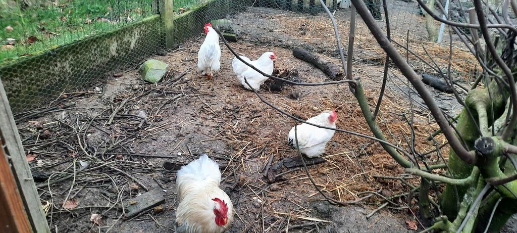 Broedeieren Hollandse Kuifhoen, Dieren en Toebehoren, Pluimvee