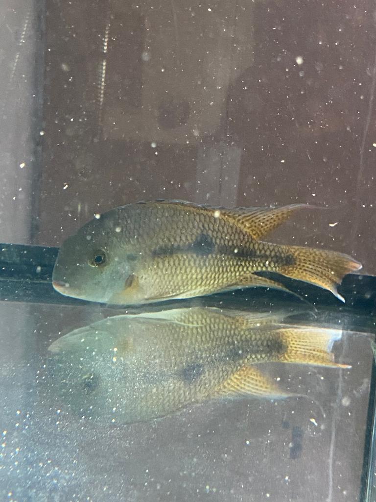 Midden amerikaanse cichlide, Poisson, Poisson d'eau douce