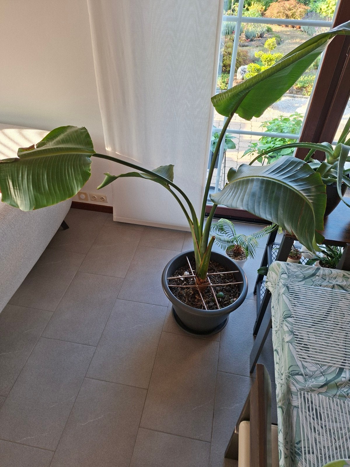 Strelitzia Agusta Alba, Jardin & Terrasse, Enlèvement