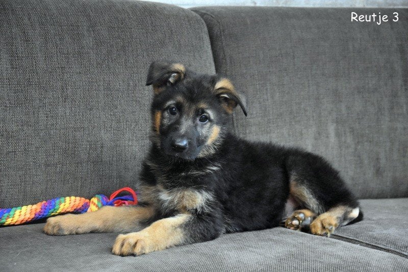 Duitse Herder pups, Dieren en Toebehoren, Parvo, België, 8 tot 15 weken, Meerdere