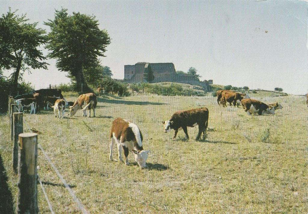 KOEIEN  in  BORNHOLM  +  Mooie postzegel !, Verzamelen, Postkaarten | Dieren, Verzenden, 1980 tot heden, Gelopen, Overige soorten