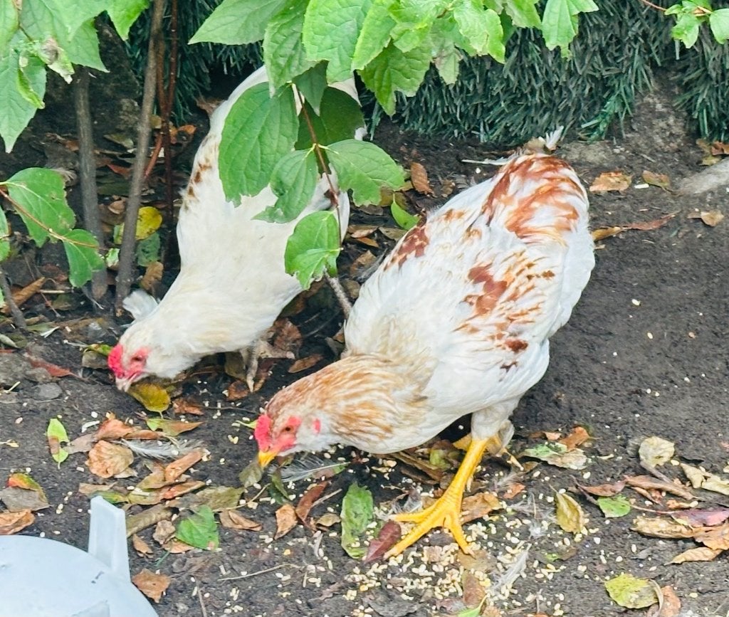 Araucana haan raszuiver, Dieren en Toebehoren, Pluimvee, Mannelijk, Kip