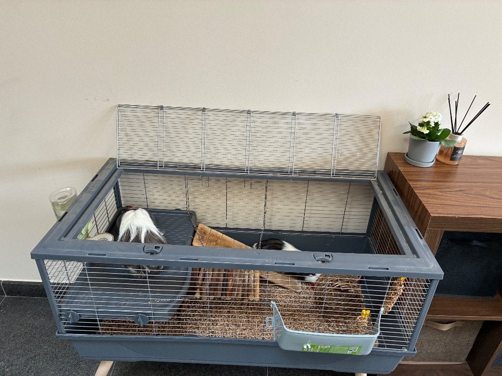 Caviakooi + toebehoren, Ophalen, Gebruikt, Kooi, Cavia