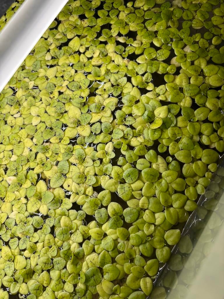 Limnobium laevigatum, Ophalen, Zo goed als nieuw