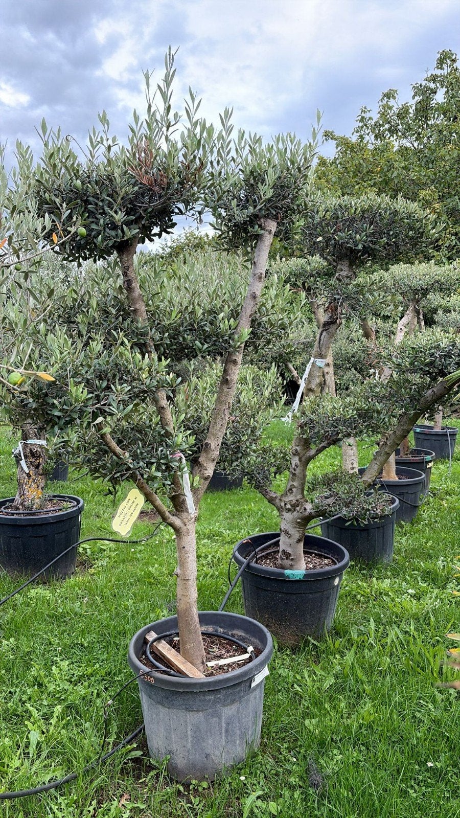 ‼️ olea europaea plato aan promoprijzen ‼️, Tuin en Terras, Planten | Bomen, Ophalen