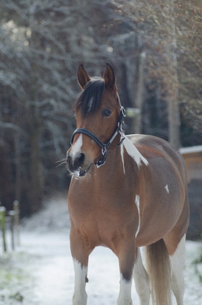 Lieve D pony, Dieren en Toebehoren, Pony's, Niet van toepassing, 7 tot 10 jaar, Recreatiepony, D pony (1.37m tot 1.48m)