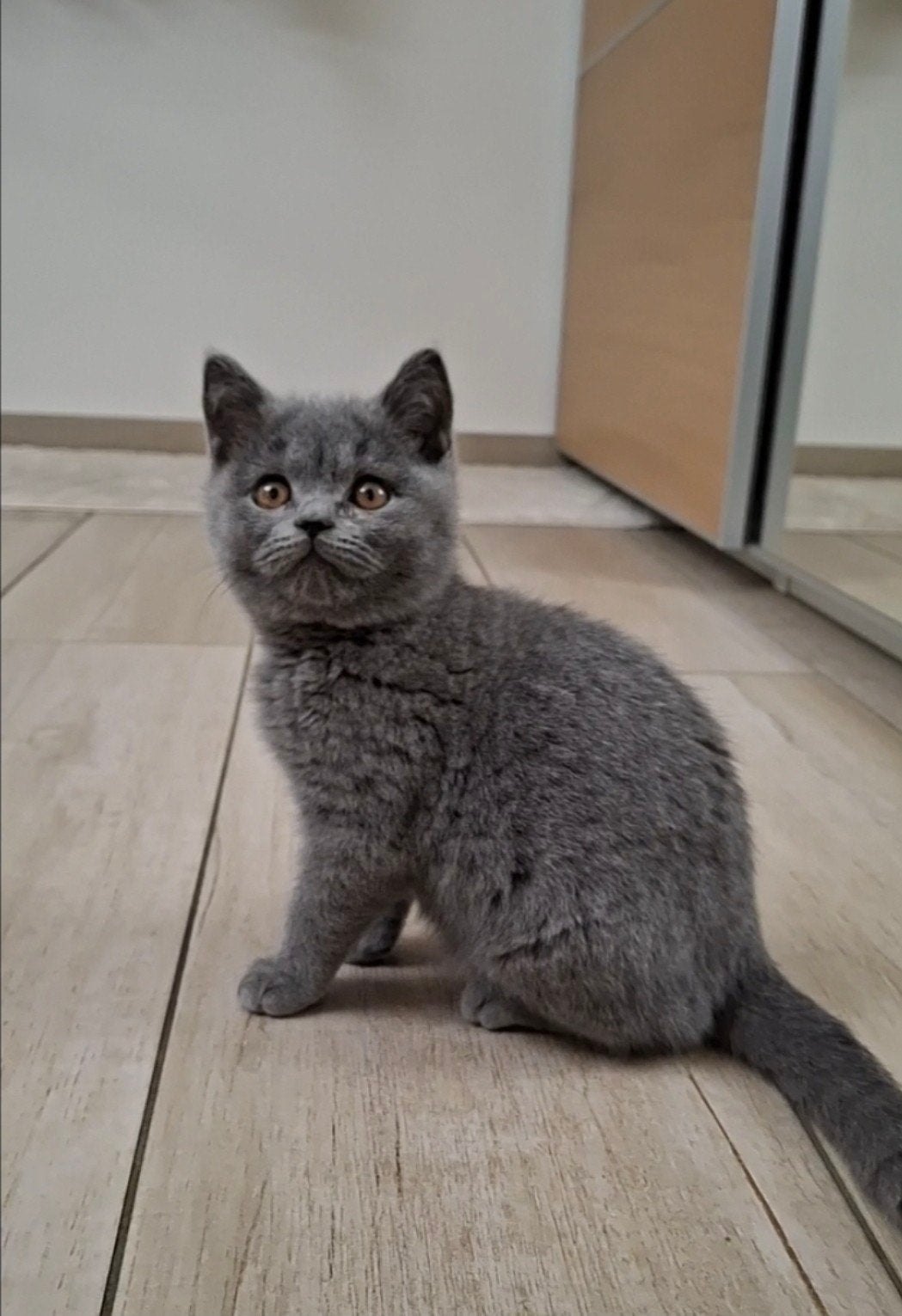 Britse kothaar kittens 4 blauw / 2 lila, Plusieurs animaux, Vermifugé, 0 à 2 ans