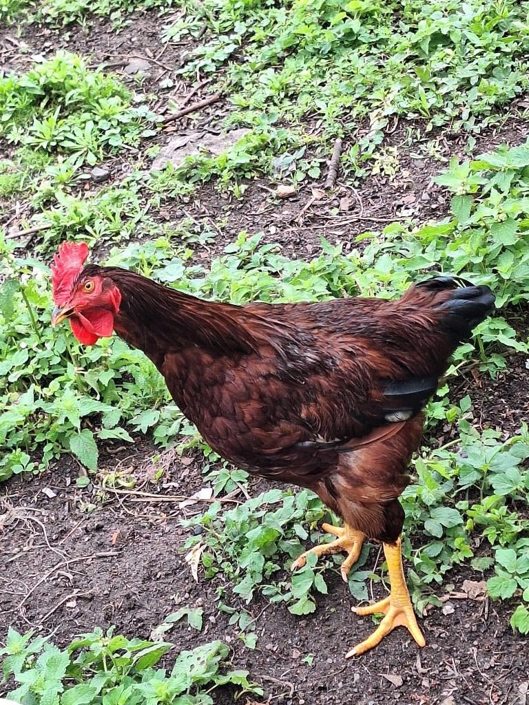 jonge haan, Mâle, Poule ou poulet