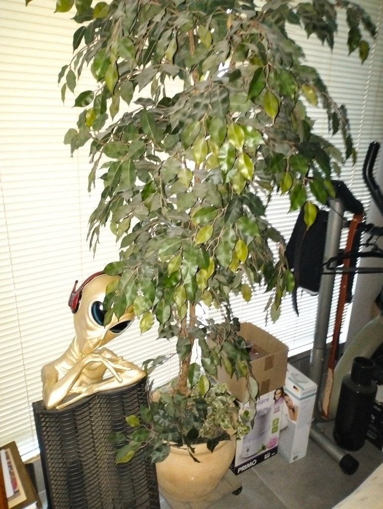 ficus kunstboom 1m80, Ophalen, Ficus, Volledige schaduw, In pot