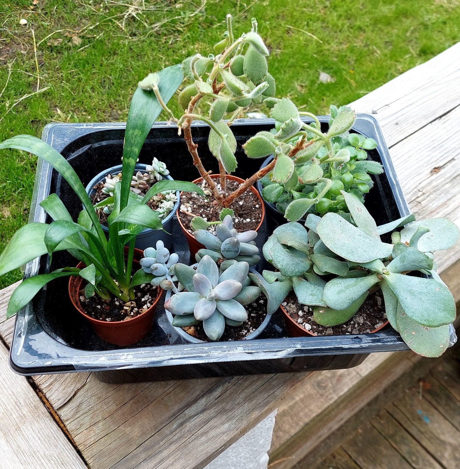 Lot succulente, Jardin & Terrasse, Plantes | Jardin, Enlèvement