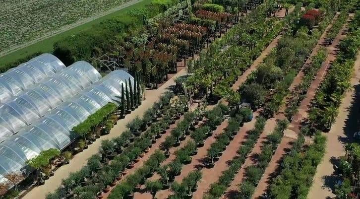 Italiaanse Cipres te Koop – Cupressus Sempervirens