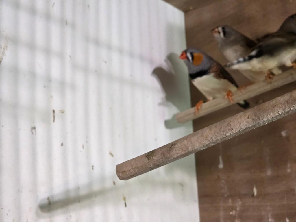 Zebravinken, Dieren en Toebehoren, Vogels | Overige Vogels