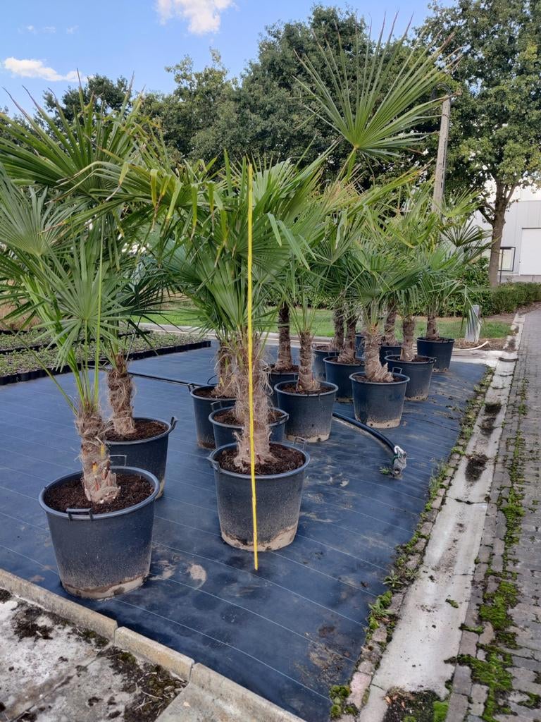 Trachycarpus fortunei, winterharde palmen, Ophalen