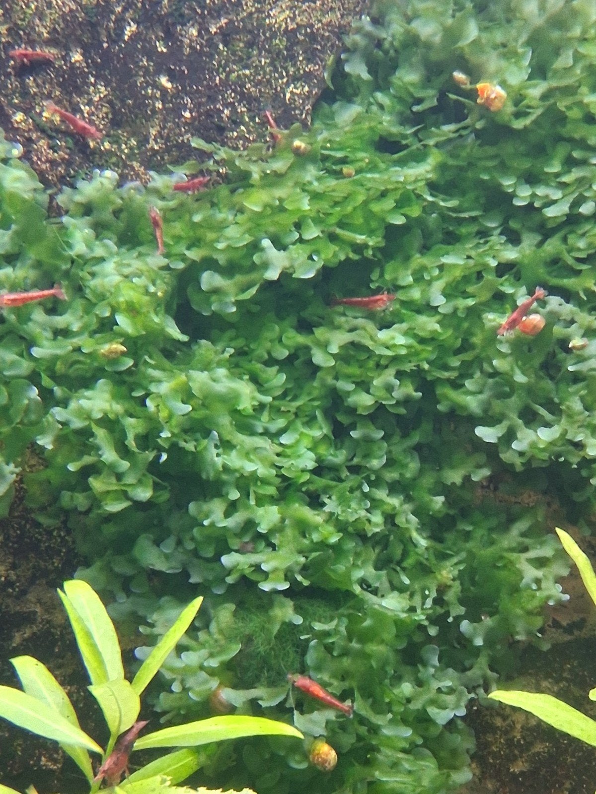 Neocaridina garnalen: 12 stuks > 10 euro, Animaux & Accessoires, Homard, Crabe ou Crevette, Poisson d'eau douce