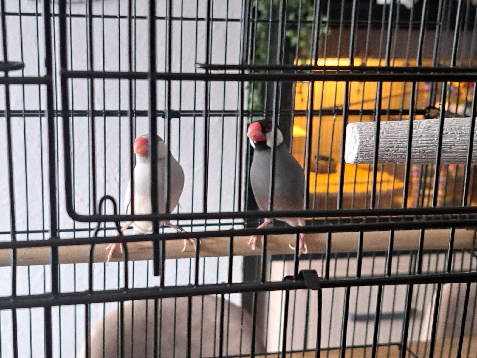 Rijstvogels koppeltje, Ophalen