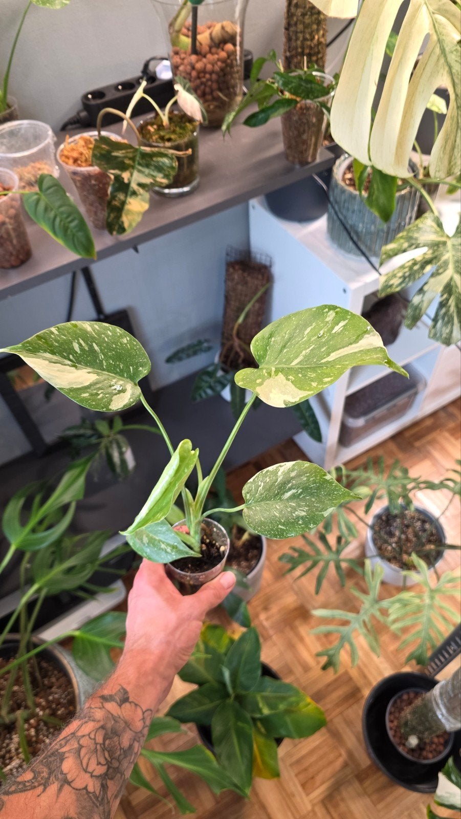 monstera thai constelation, Enlèvement ou Envoi