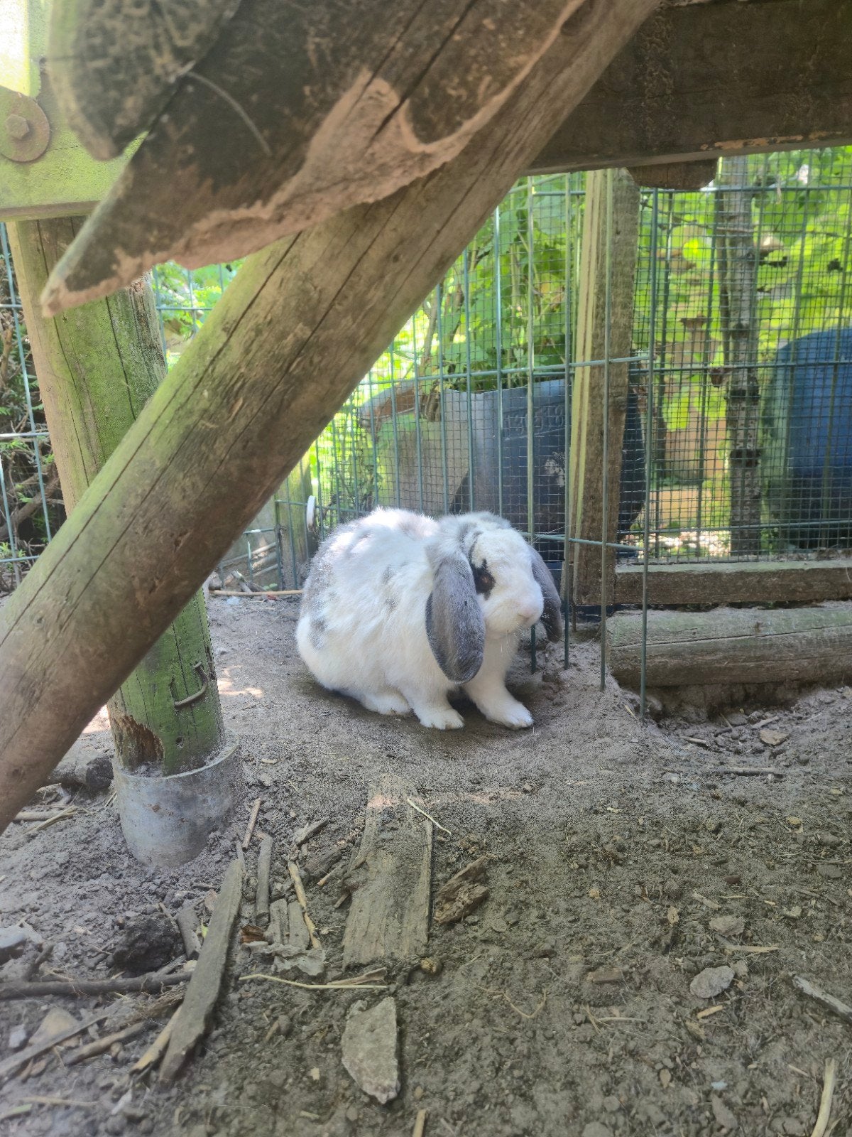 Franse hangoor rammelaar, Dieren en Toebehoren, Konijnen, Hangoor
