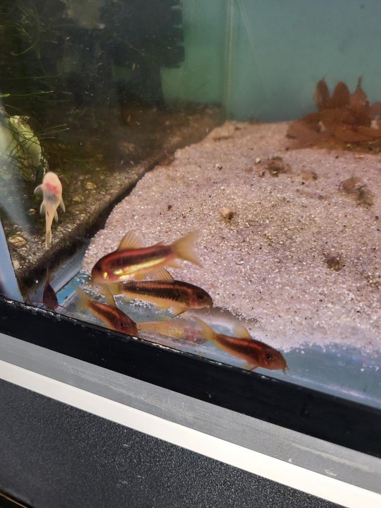 Goldlaser corydora, Dieren en Toebehoren, Vissen | Aquariumvissen