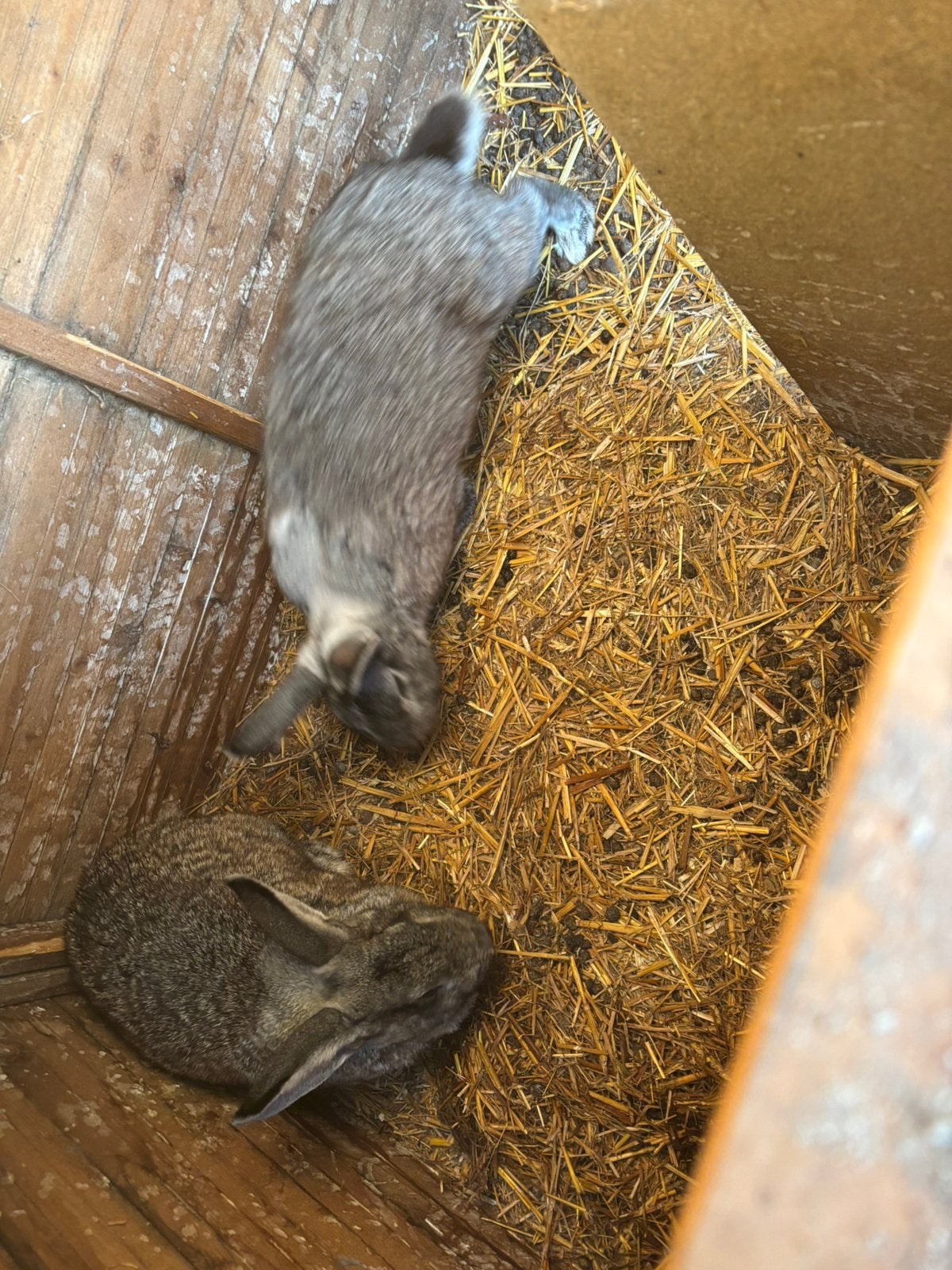 vlaamse reuzen, Dieren en Toebehoren, Ophalen