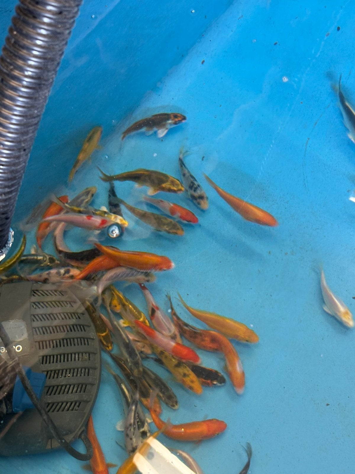 Koi 10/13, Karper of Koi