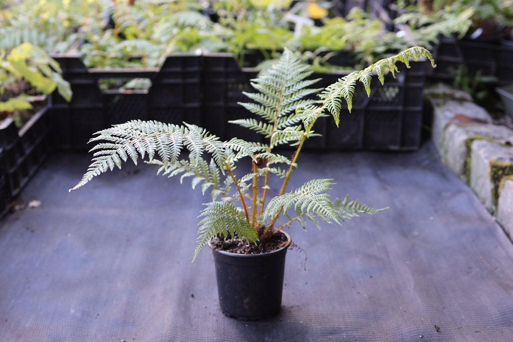 Cyathea cooperi te koop, Tuin en Terras, Ophalen of Verzenden, Varens, Halfschaduw