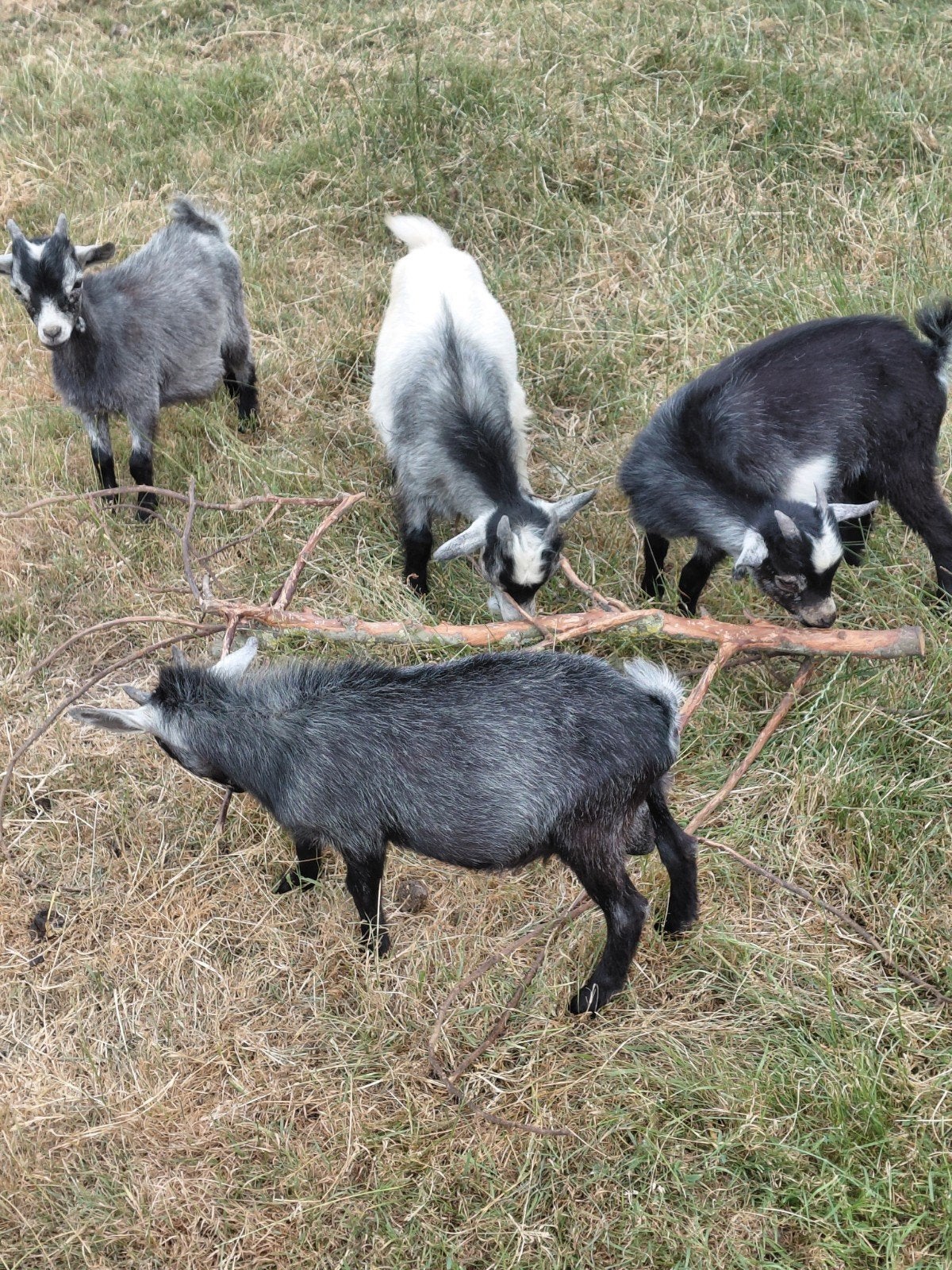 dwerggeitjes