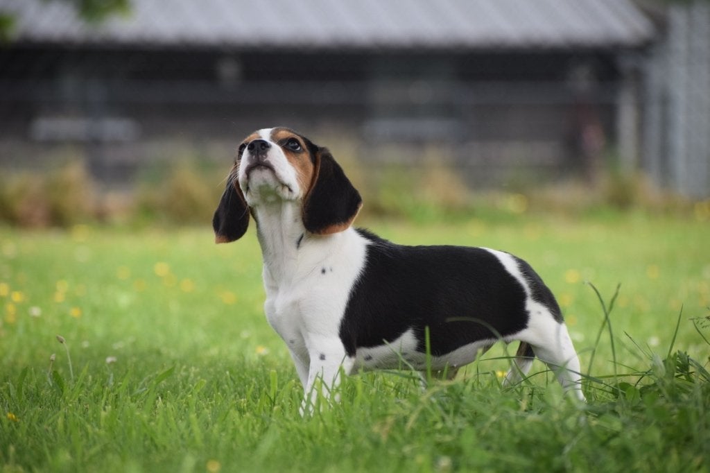 Chiots Beagle, Animaux & Accessoires, Chiens | Beagles, Bassets & Chiens courants, 15 semaines à 1 an, Étranger, Beagle, Hépatite contagieuse (maladie de Rubarth)