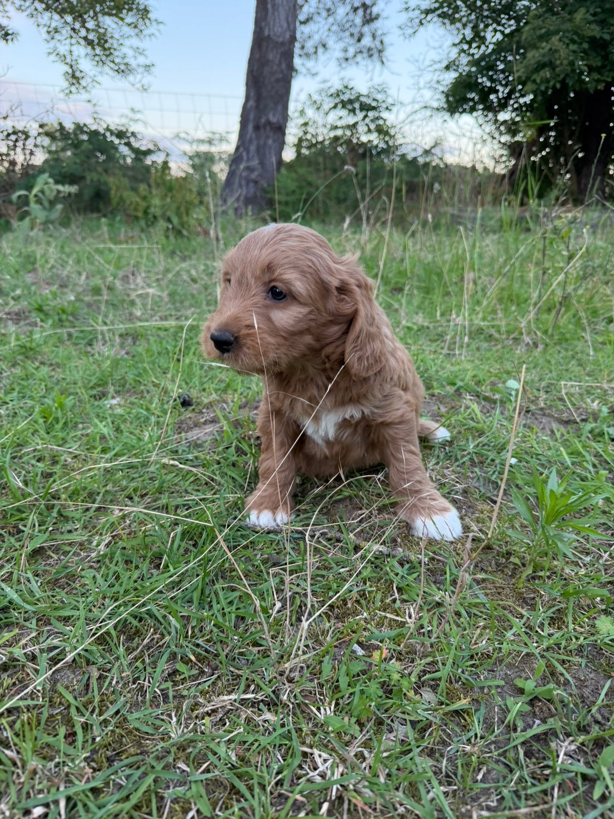 Mooie goldendoodle pups!, Animaux & Accessoires, Chiens | Retrievers, Épagneuls & Chiens d'eau, Plusieurs animaux, Golden retriever