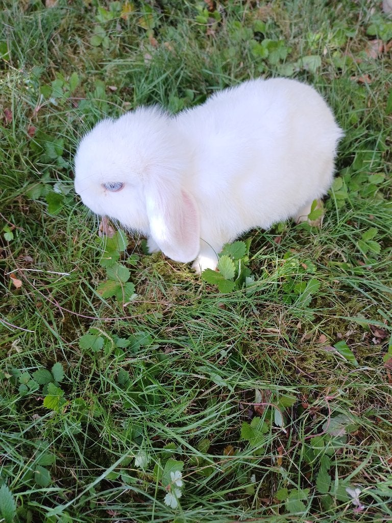 Hele lieve raszuivere minilop, Dieren en Toebehoren, Konijnen, Vrouwelijk, Dwerg, Hangoor, 0 tot 2 jaar