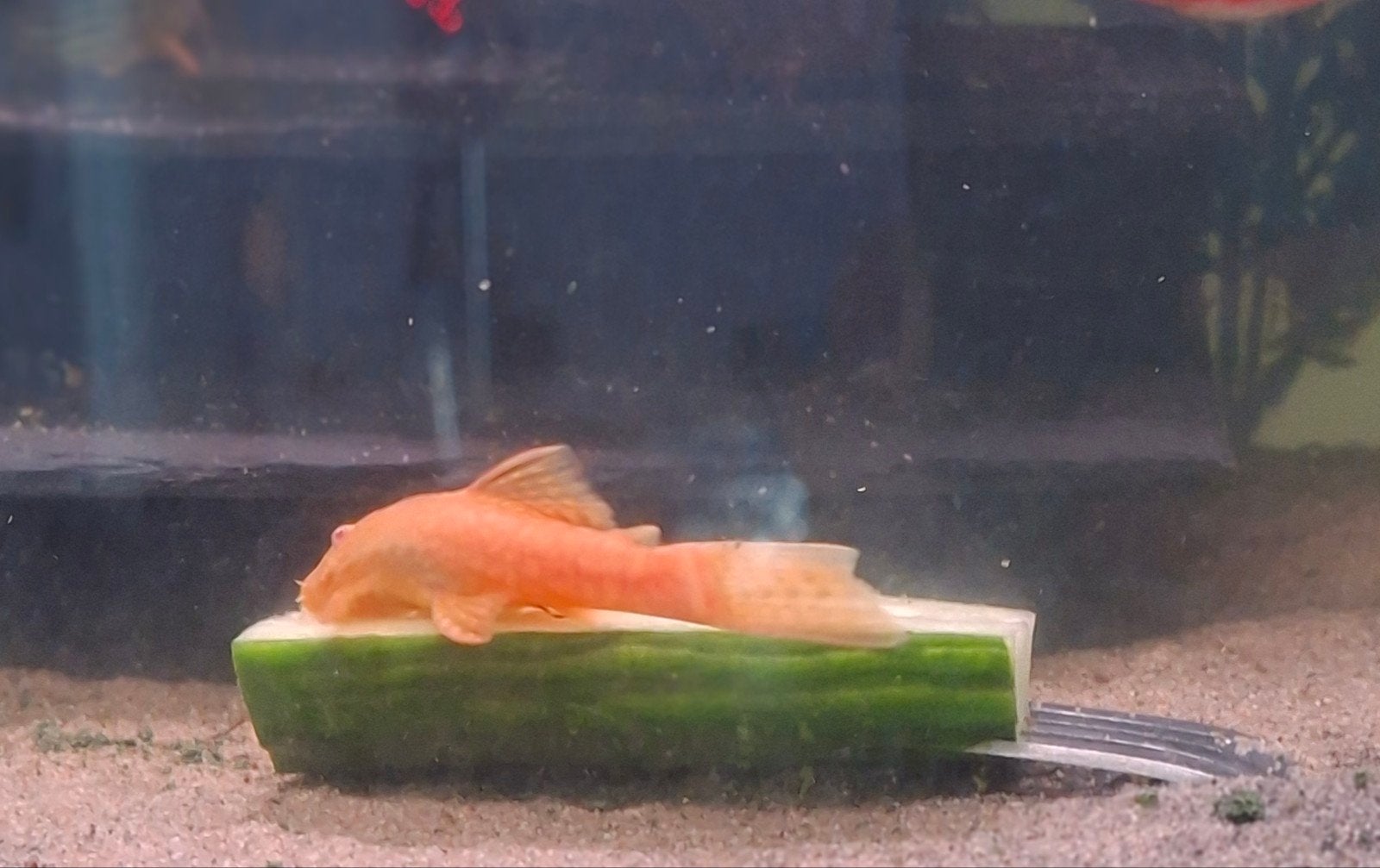 volwassen red eyed lemon ancistrus (intensief red), Animaux & Accessoires